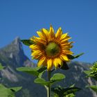 Sonnenblume