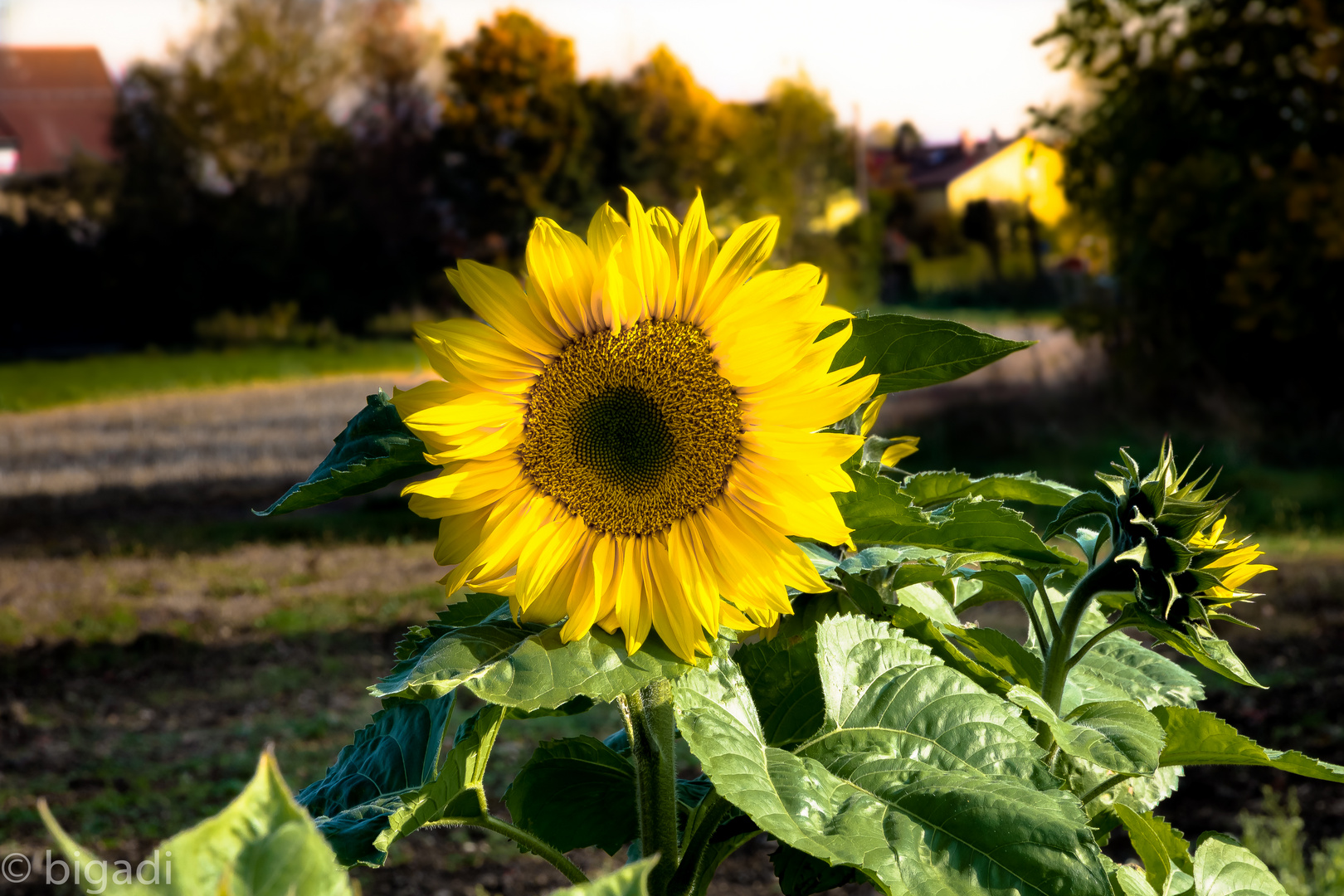 Sonnenblume