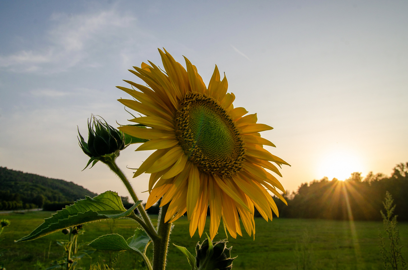 Sonnenblume Foto &amp; Bild | pflanzen, pilze &amp; flechten, blüten ...