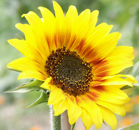 Sonnenblume