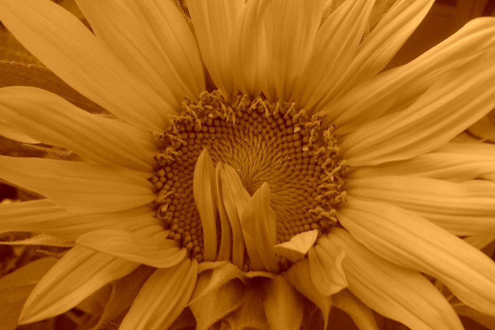 Sonnenblume