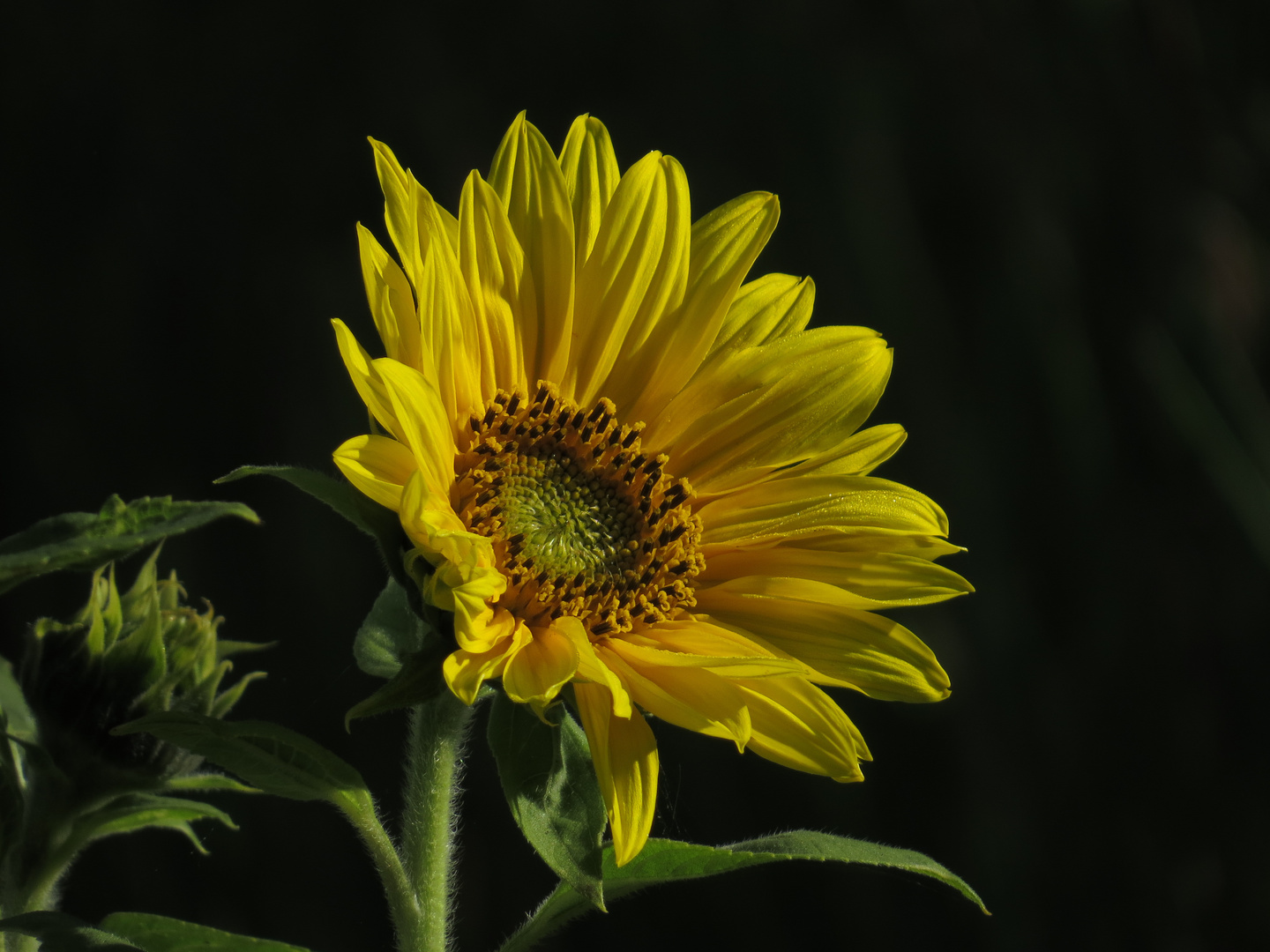 Sonnenblume