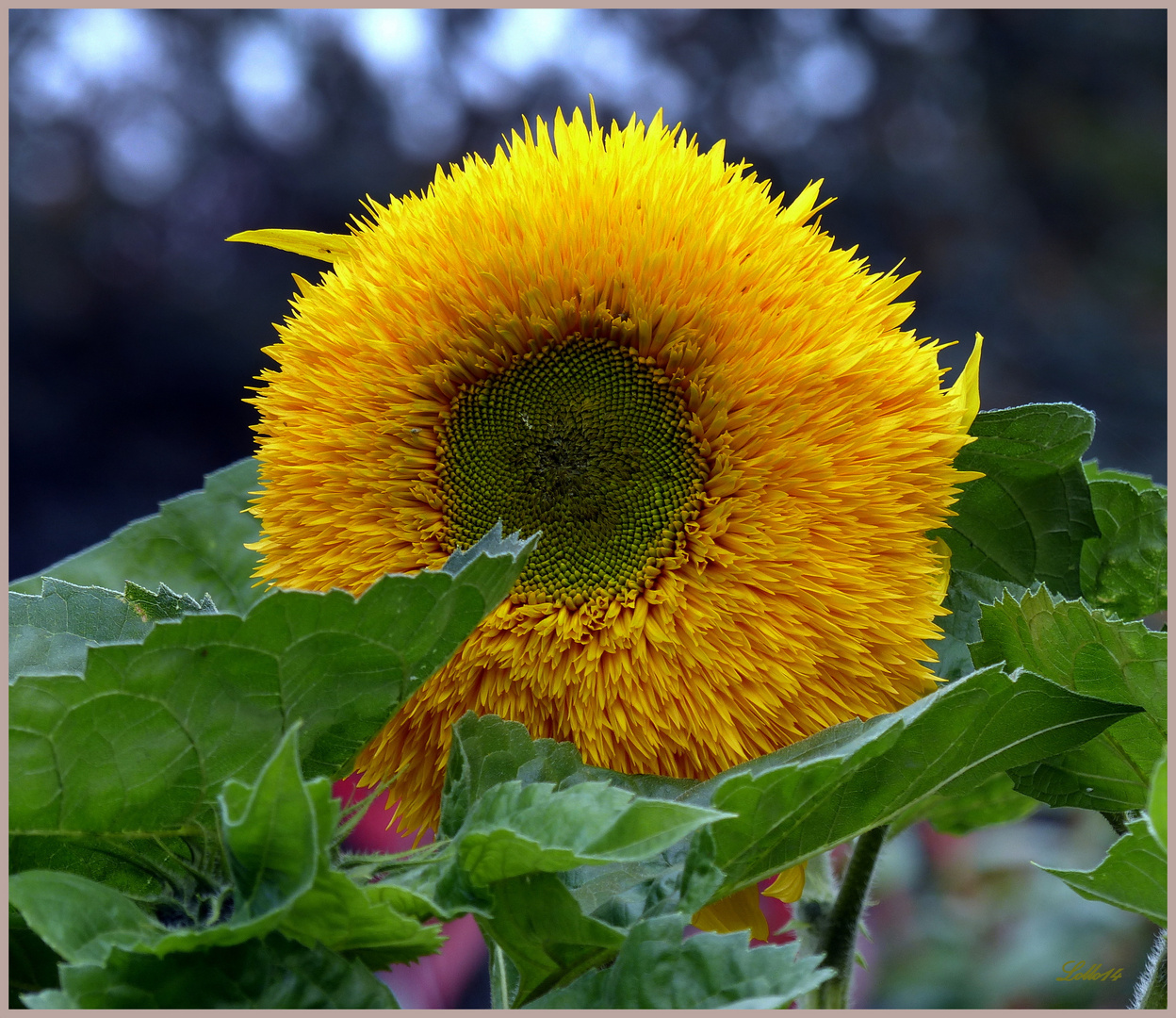 Sonnenblume ...