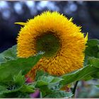 Sonnenblume ...