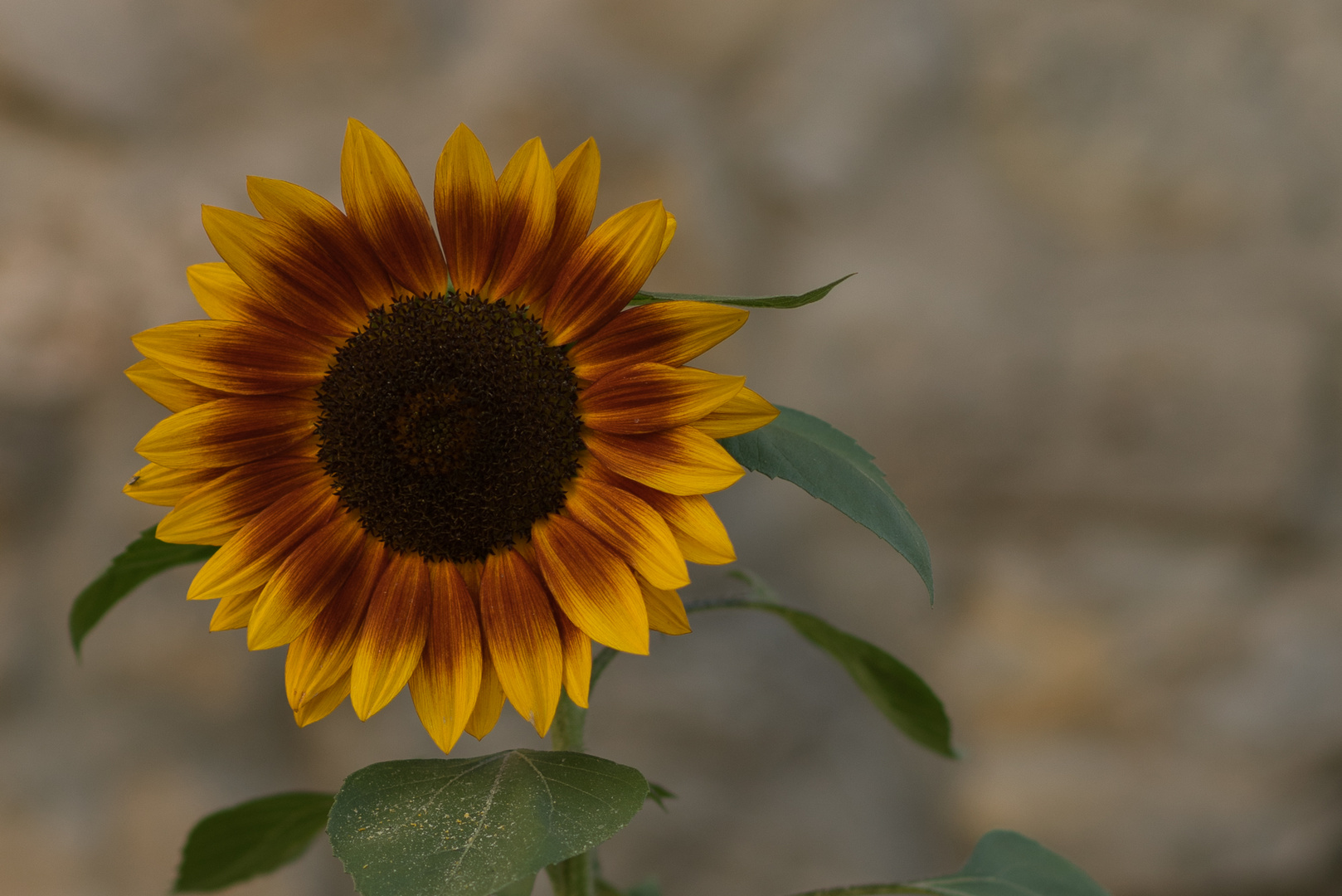 Sonnenblume