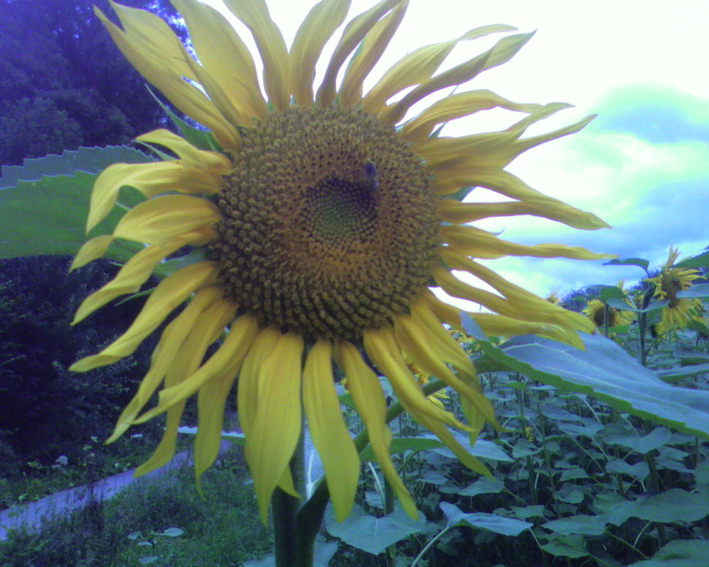 Sonnenblume