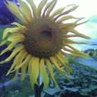 Sonnenblume