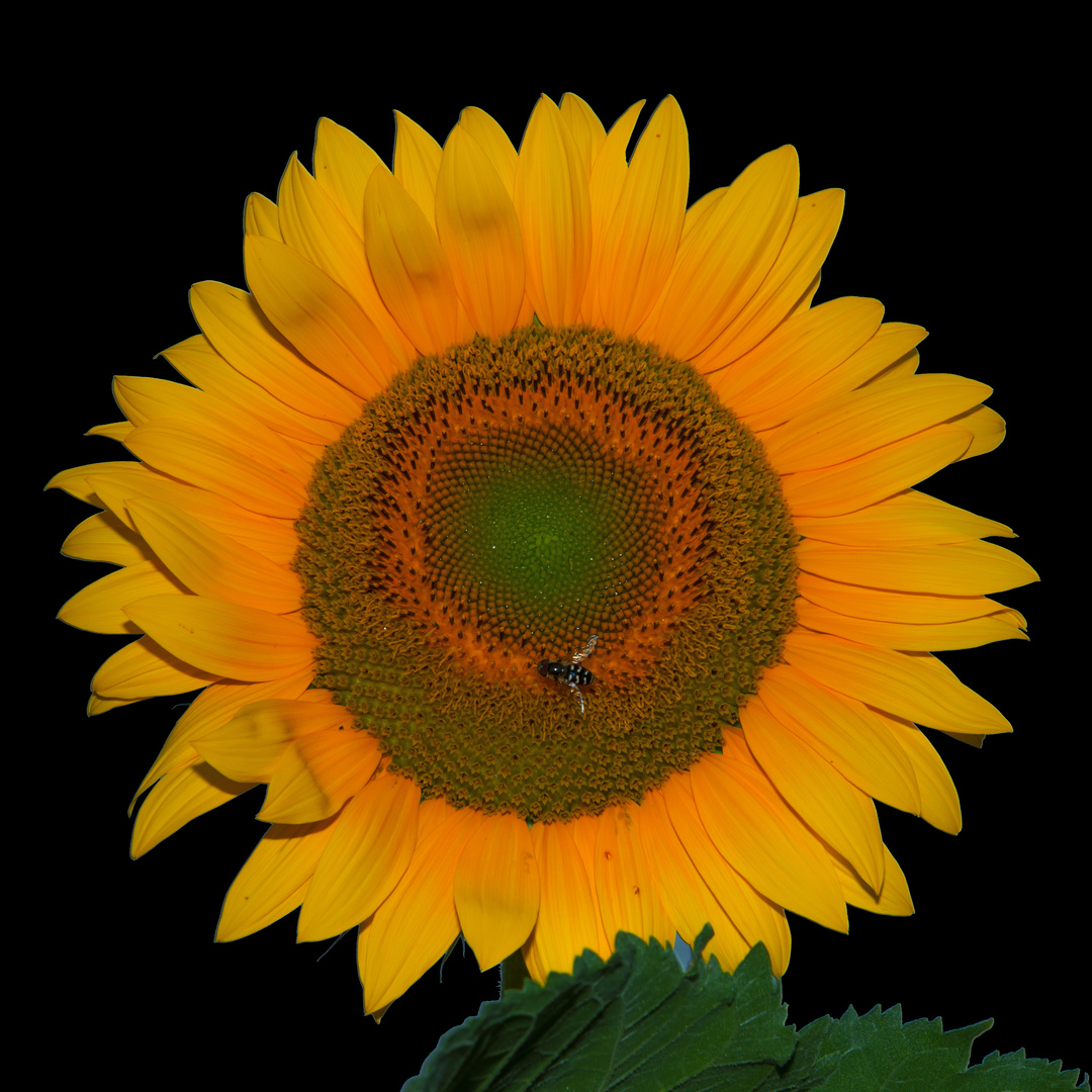 Sonnenblume