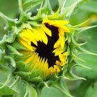 Sonnenblume fast erblüht