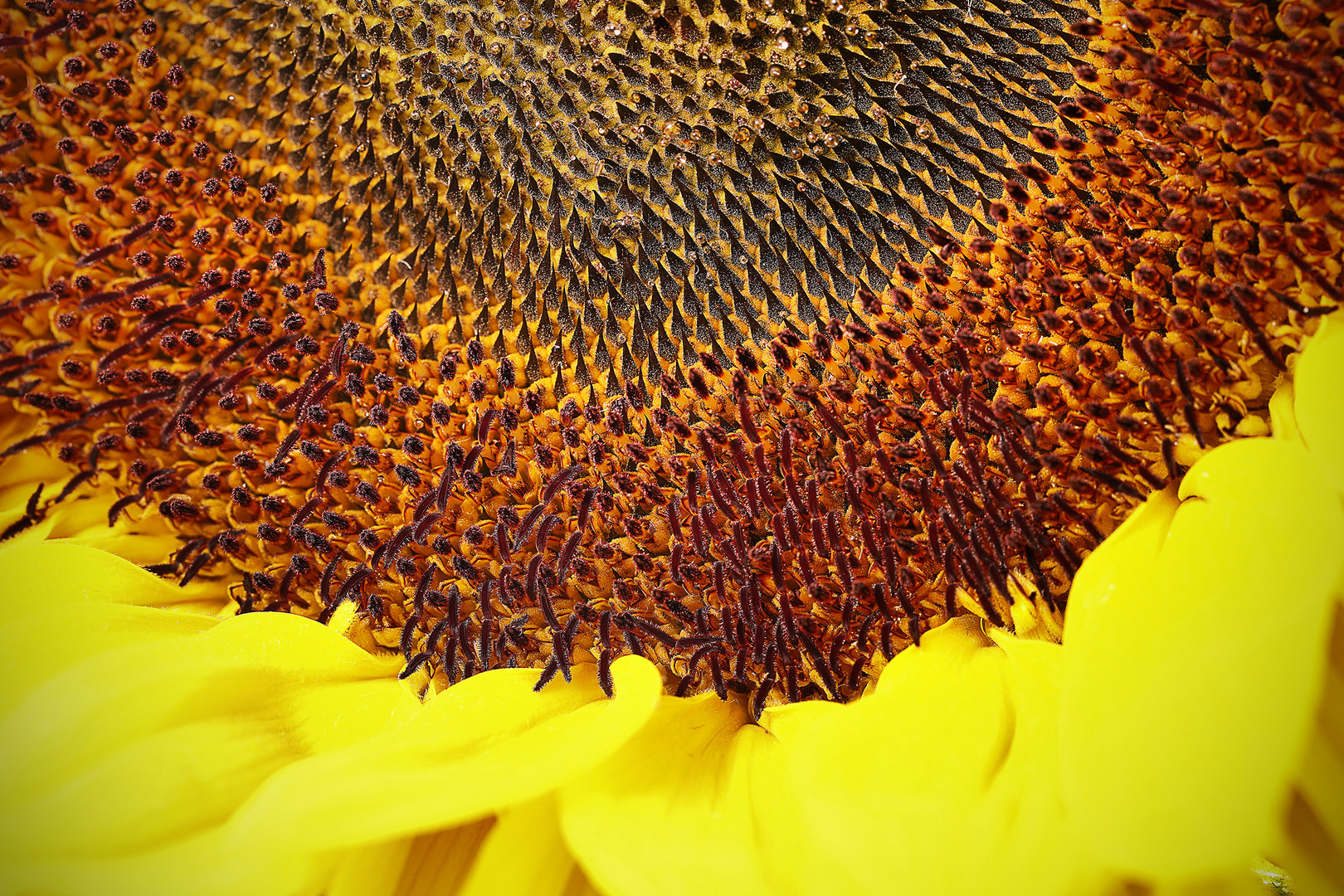 Sonnenblume fc 2