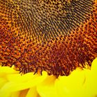 Sonnenblume fc 2