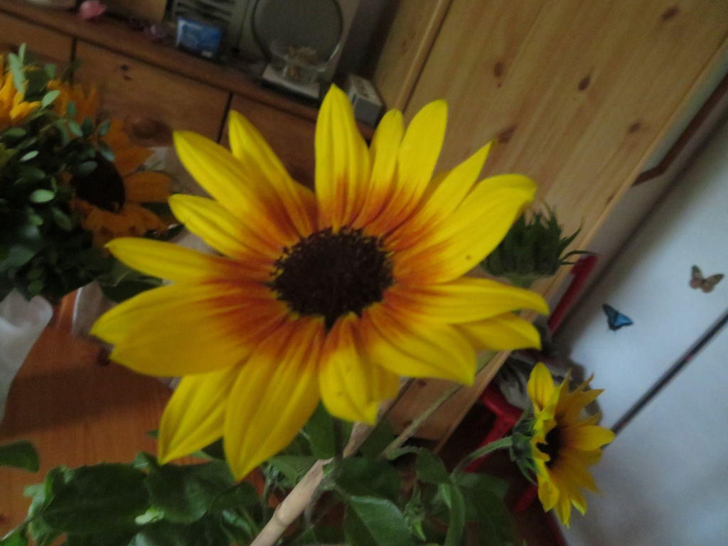 Sonnenblume Foto & Bild pflanzen, samen, natur, pflanzen Bilder auf