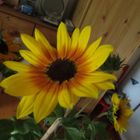 Sonnenblume 