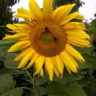 Sonnenblume