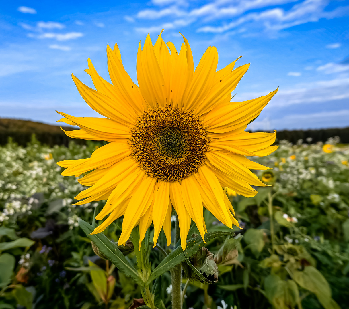 Sonnenblume