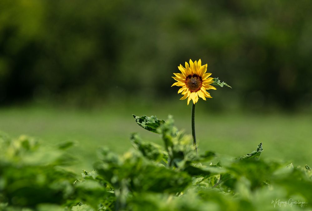 Sonnenblume