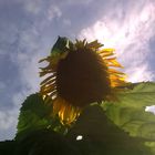 Sonnenblume