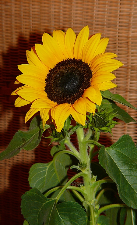 Sonnenblume