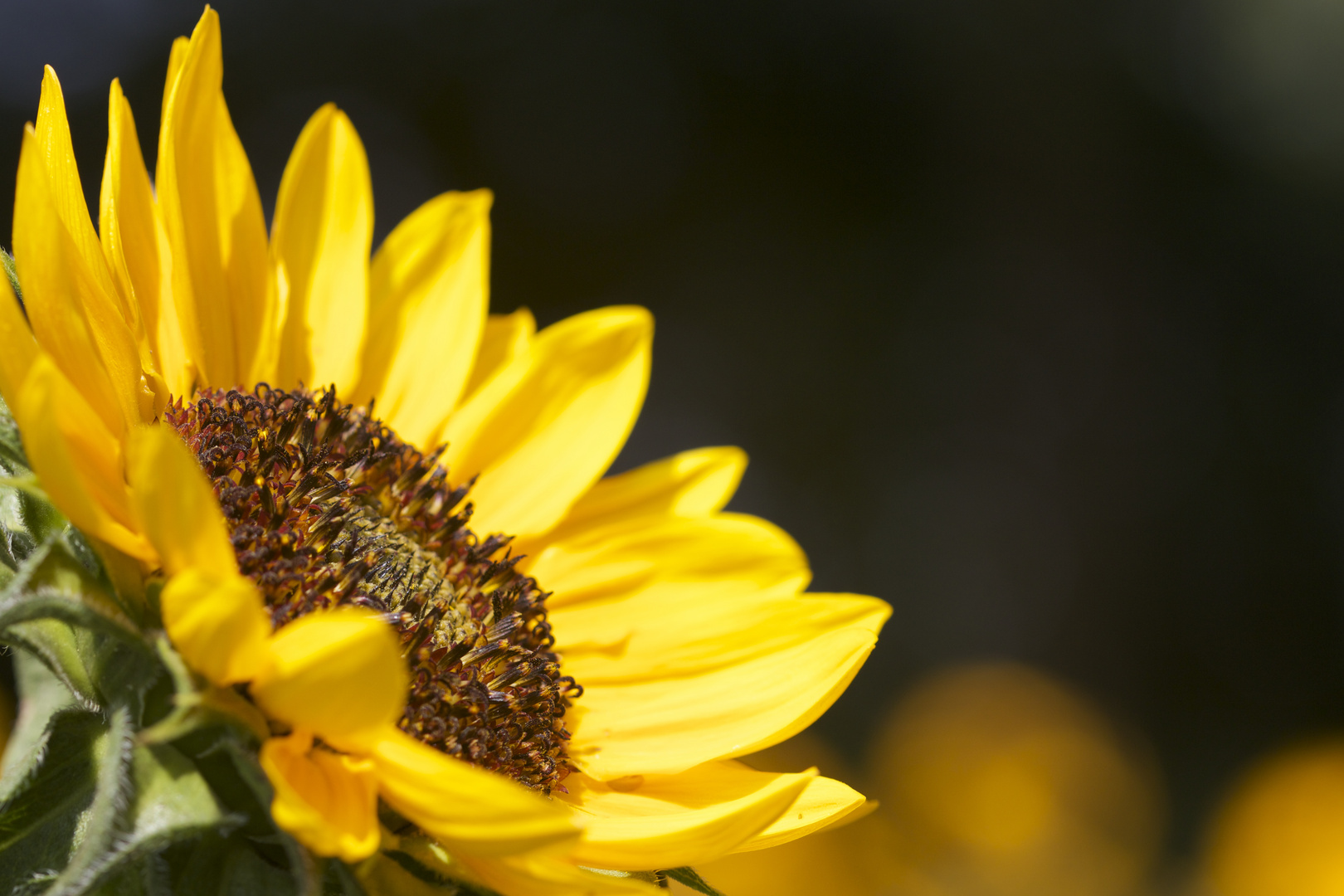 Sonnenblume - Fischerhude