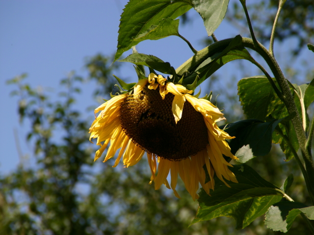 Sonnenblume - Freilichtmusseum Lindlar