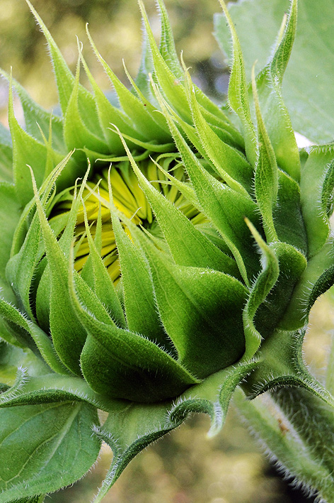 Sonnenblume Frühstadium