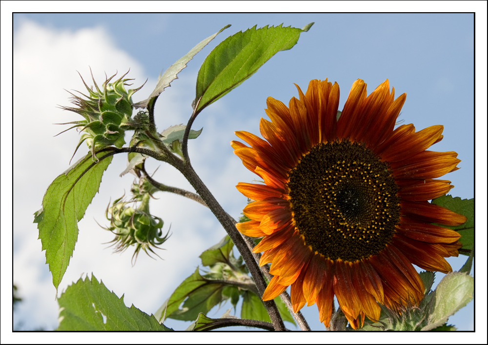 Sonnenblume für eine schönen Sonntag