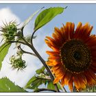 Sonnenblume für eine schönen Sonntag