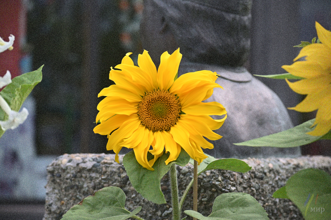 sonnenblume für lucia 