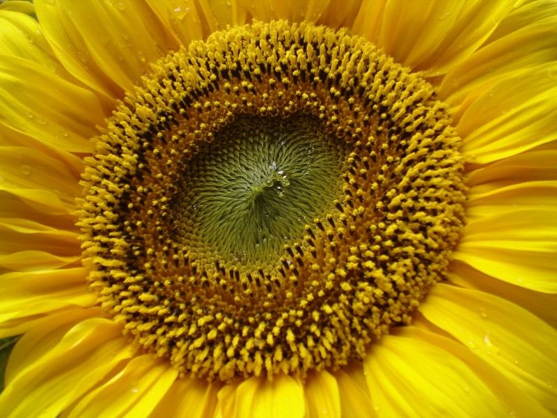 Sonnenblume - ganz nah