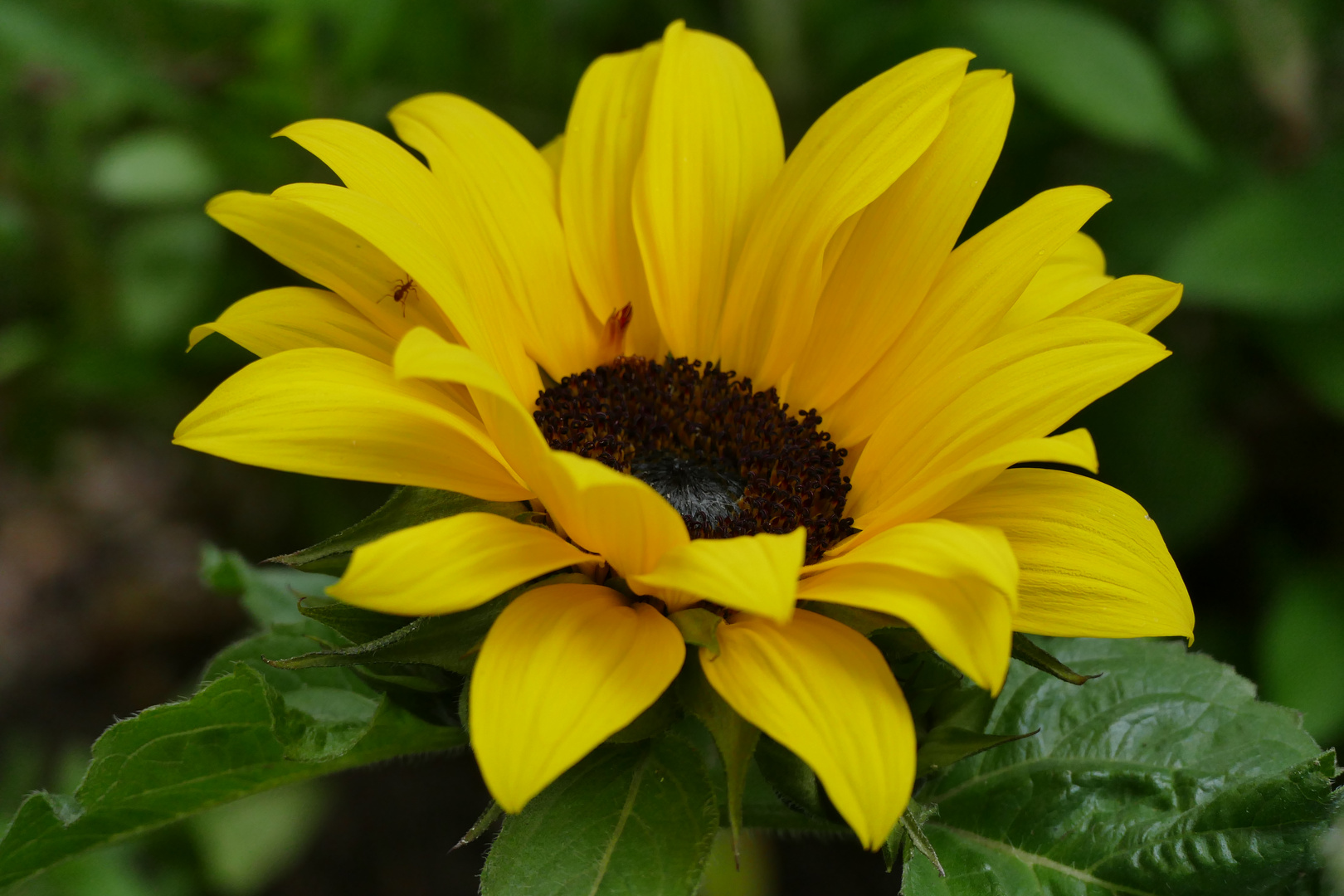 Sonnenblume "Geburtstagsgrüße in den Himmel"