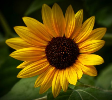 Sonnenblume: "Geburtstagsgrüße in den Himmel"