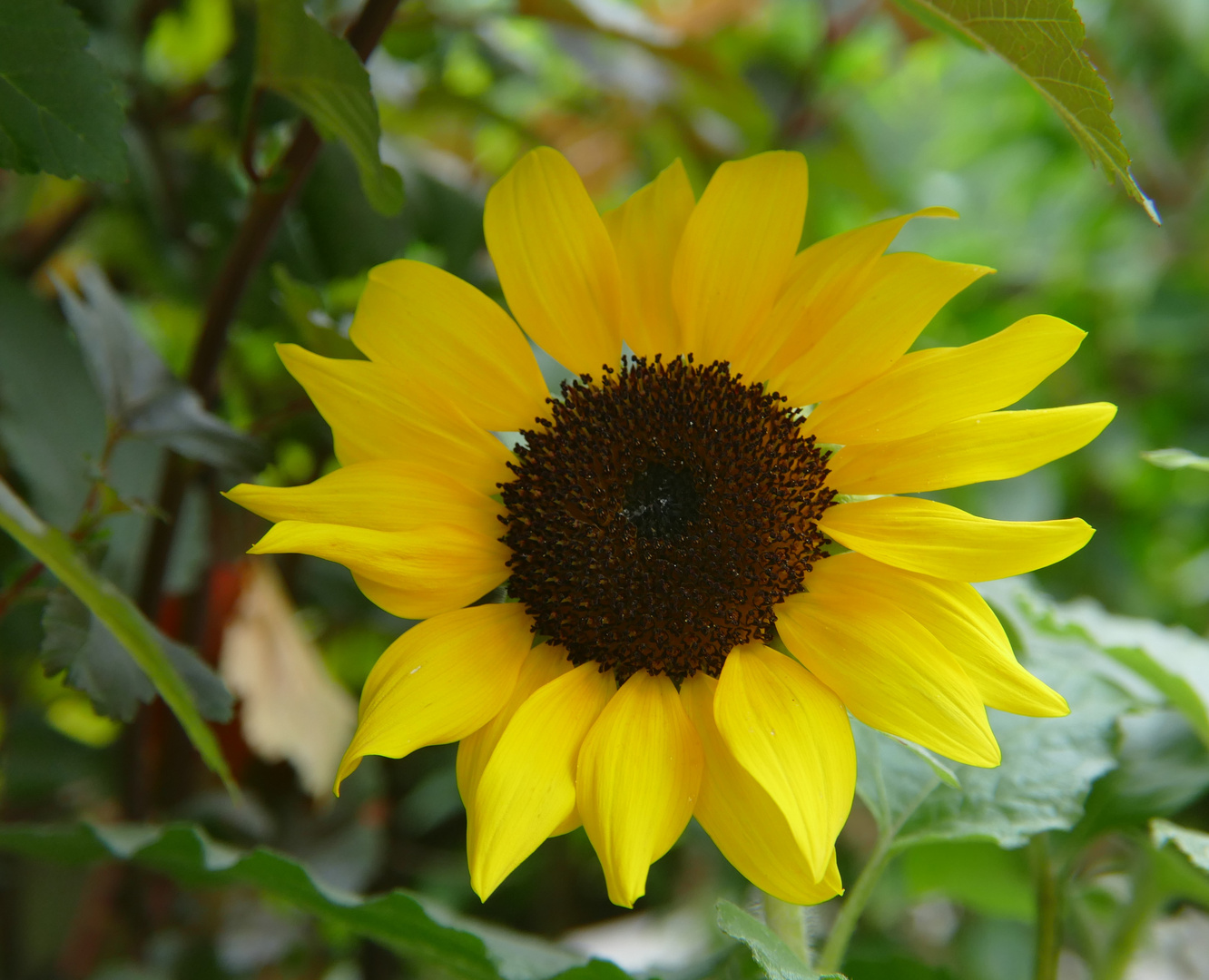 Sonnenblume "Geburtstagsgrüße in den Himmel"