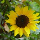 Sonnenblume "Geburtstagsgrüße in den Himmel"