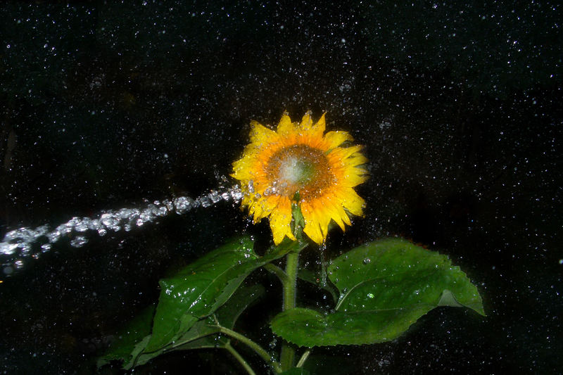 Sonnenblume gegen H2O