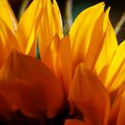 Sonnenblume Gegenlicht fc