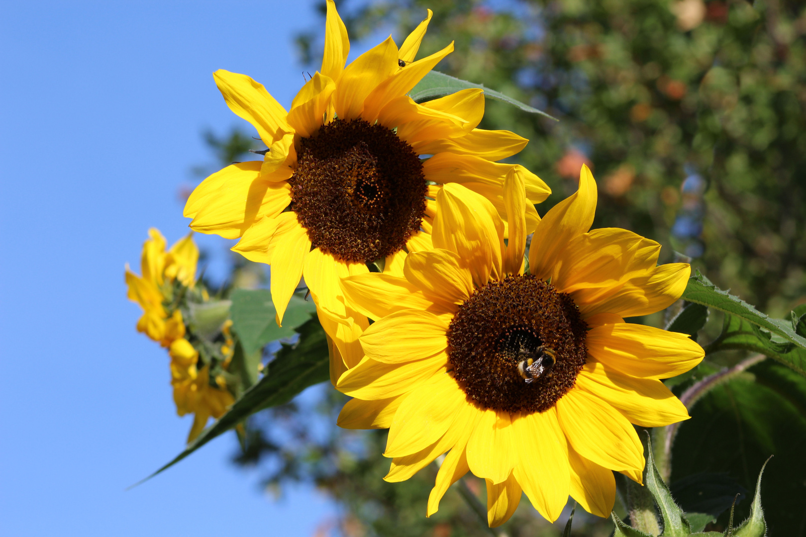 Sonnenblume gelbe Schönheit