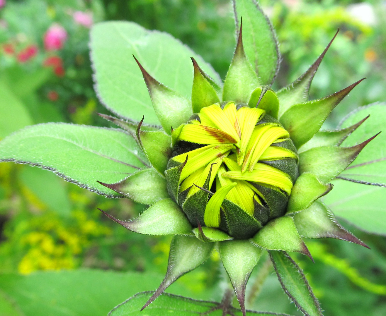 Sonnenblume geschlossen