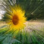 Sonnenblume gezoomt