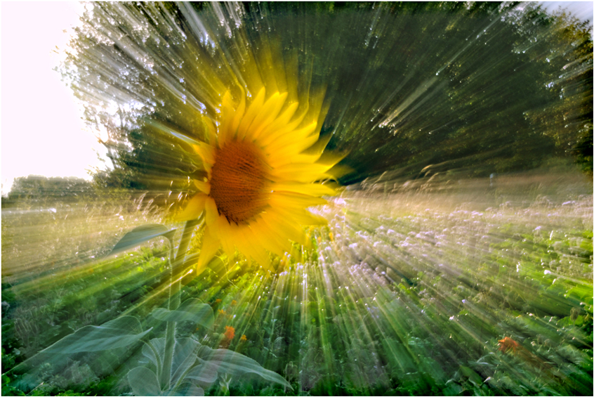 Sonnenblume gezoomt