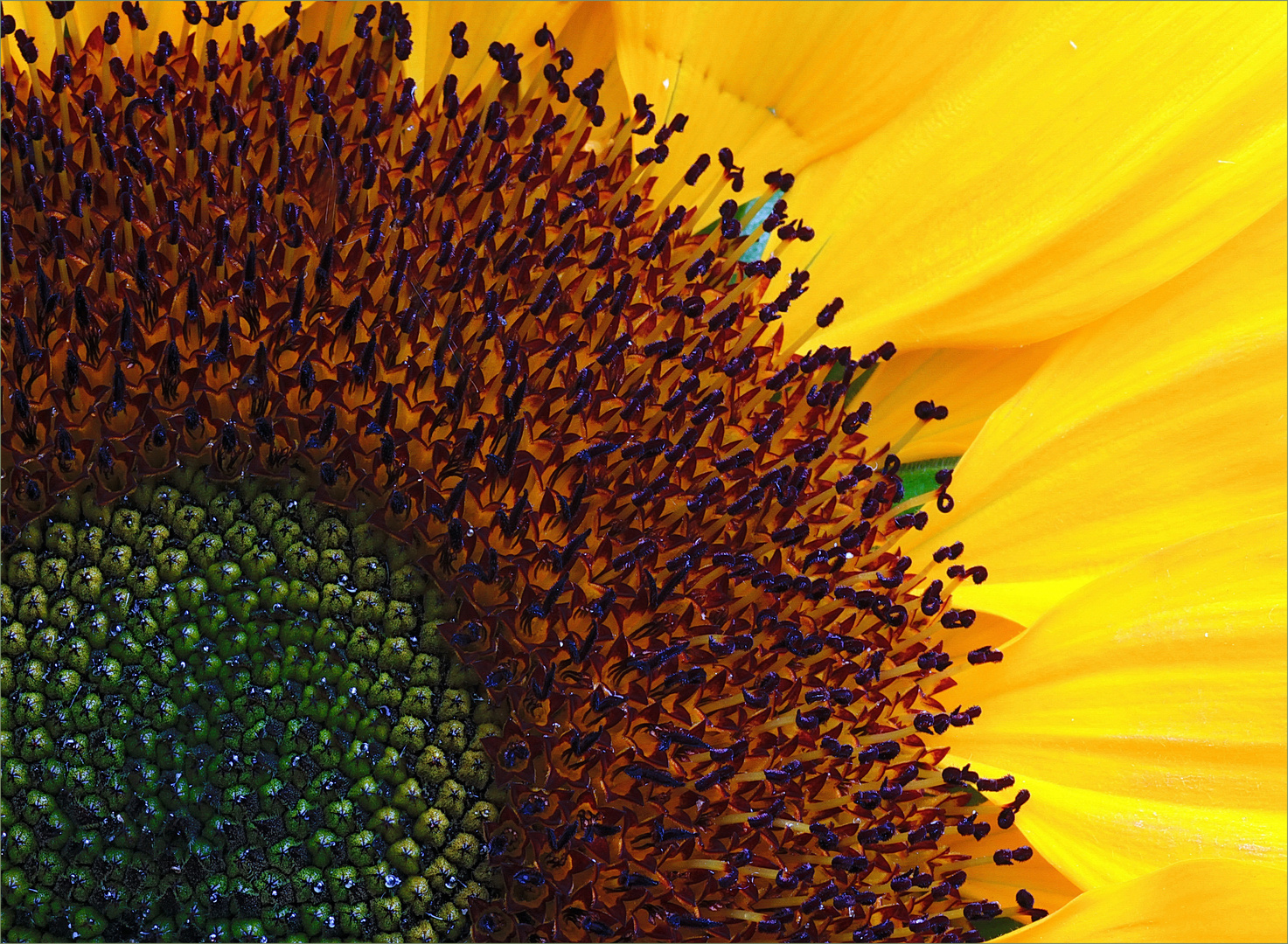Sonnenblume       Girasol 