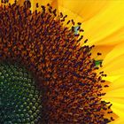 Sonnenblume       Girasol 
