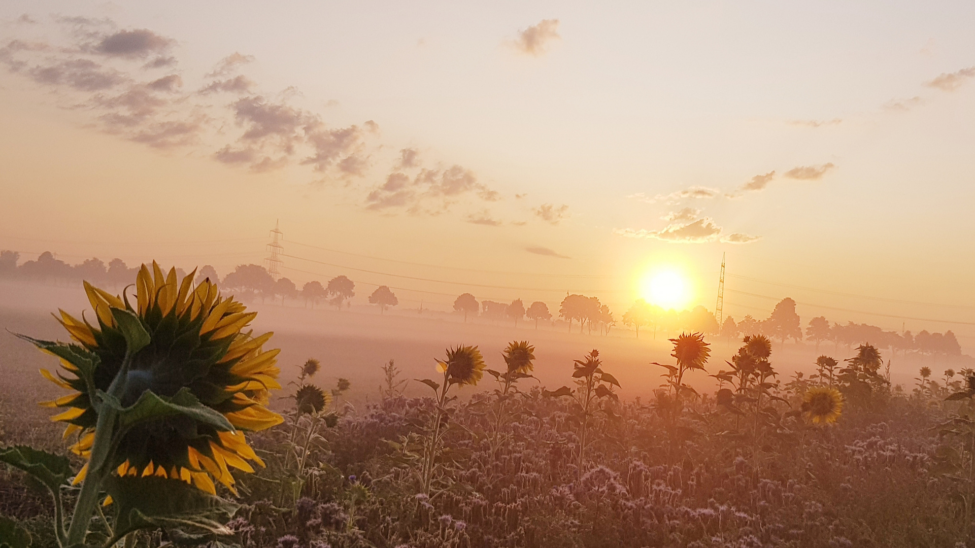 Sonnenblume grüßt Sonne