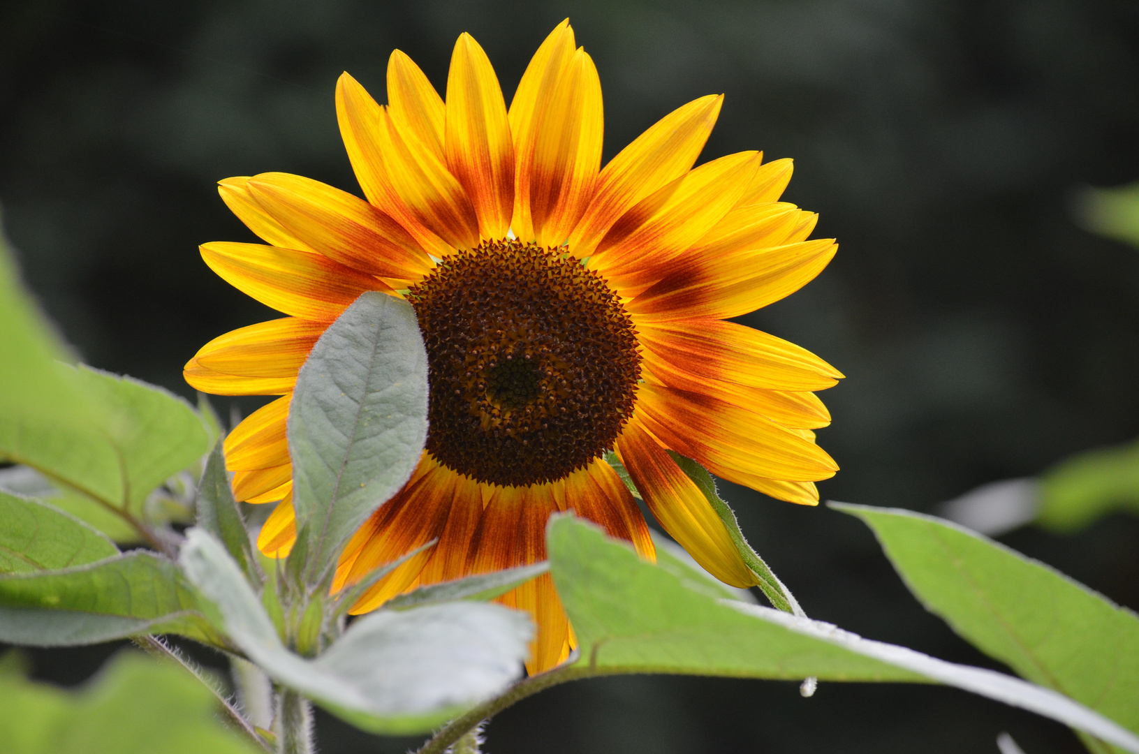 Sonnen(blume) Gruß