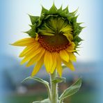 Sonnenblume halb geöffnet...