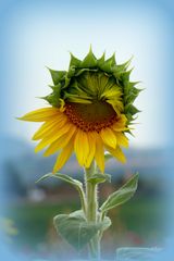 Sonnenblume halb geöffnet...