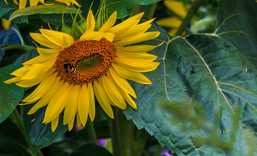 Sonnenblume hat Besuch