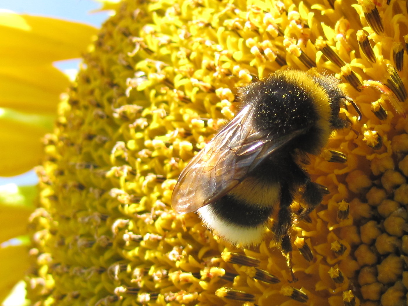 Sonnenblume hat Besuch..