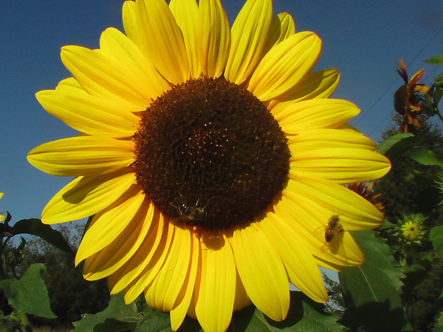 Sonnenblume hat Besuch