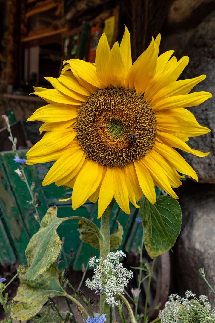 Sonnenblume hat Besuch bekommen