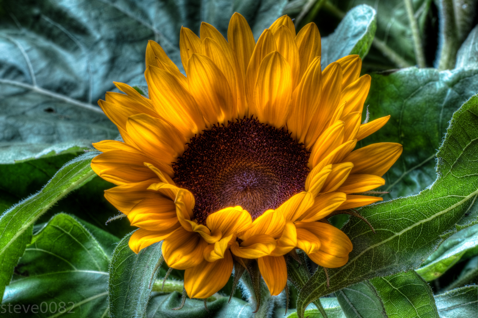 Sonnenblume HDR